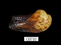 藏品(鞋魁蛤)的圖片